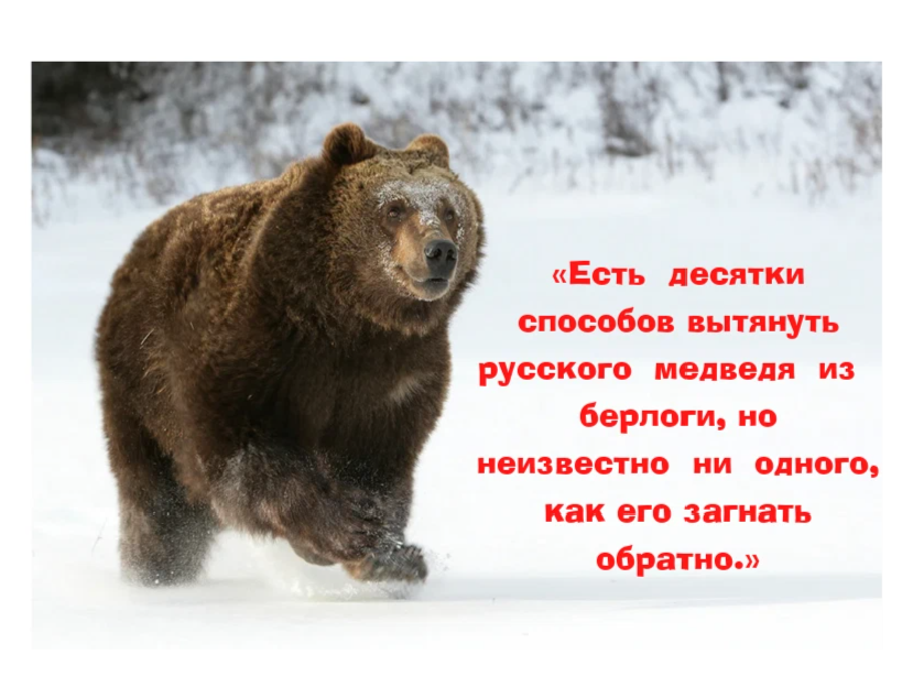 Стихи не будите русского медведя читает михайлов. Медведь из берлоги. Медведя вытягивают из берлоги. Вытянуть из берлоги. Медведя выгнали из берлоги.