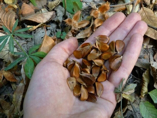 Орехи чинарики фото как растет
