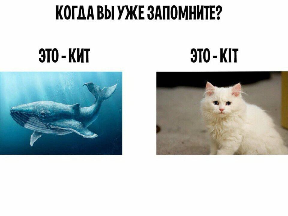 Кот кит картинки