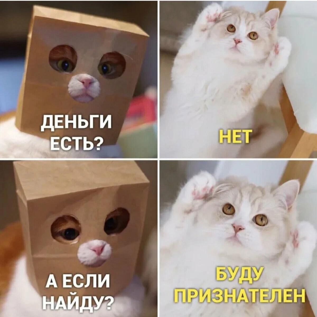 Котики мемы картинки без надписей