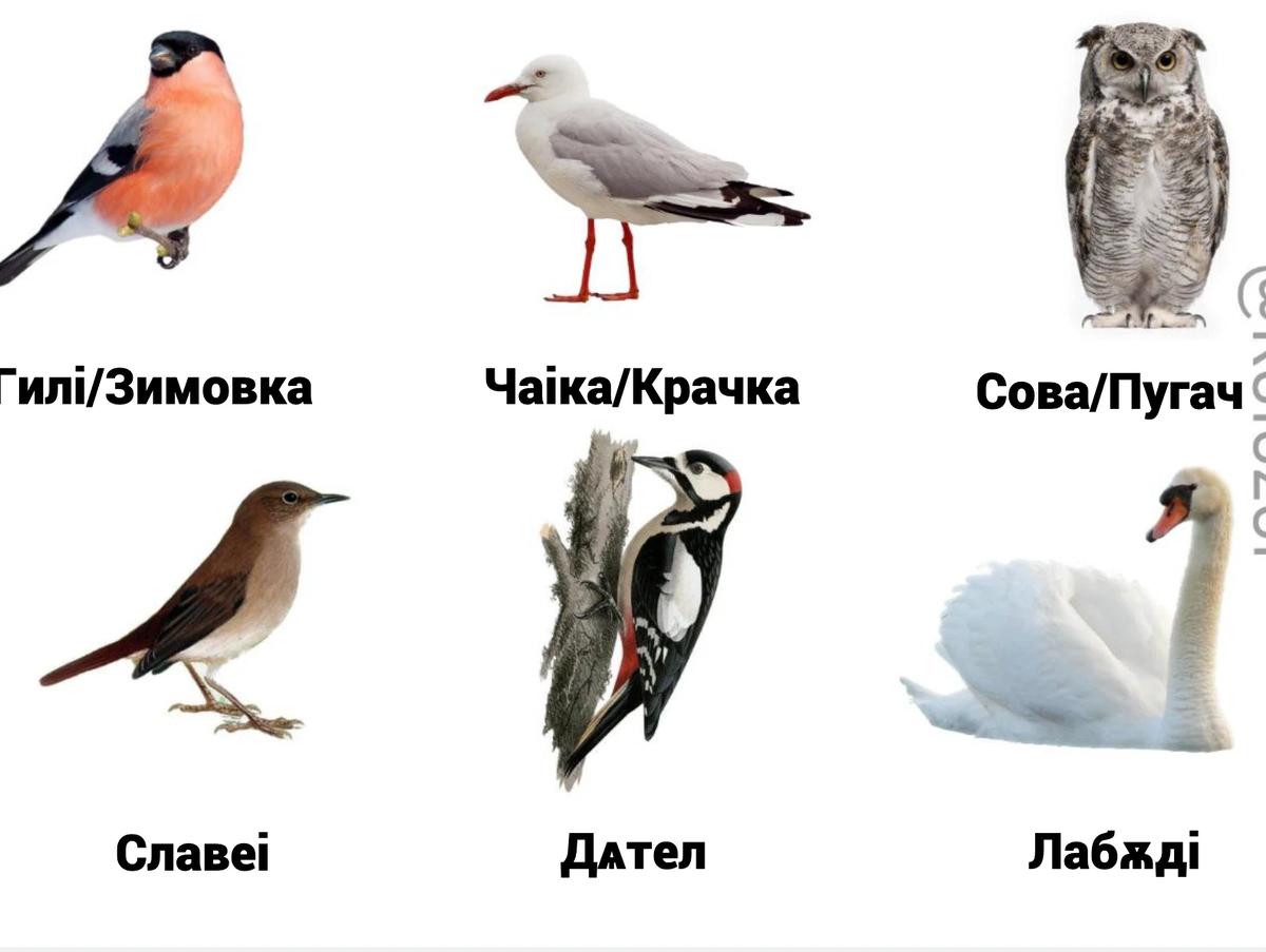 Птица на ч 6 букв. Зеленая цапля. Якана птица. Название птиц. Птичка челябинск.