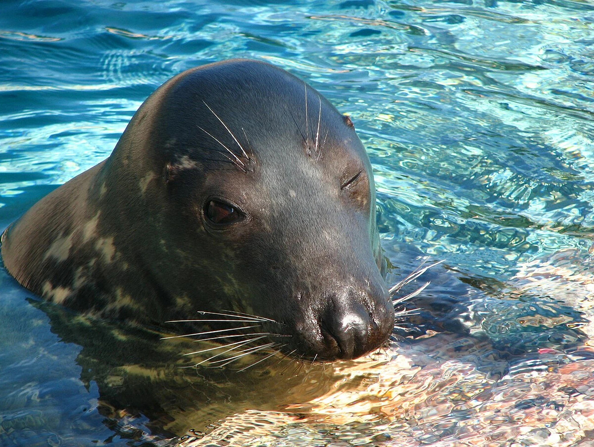 Head Mark Halichoerus grypus