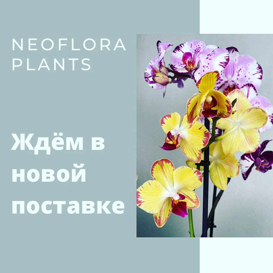 Neo flora. Neo Flora Plants Воронеж. Слоган про Neo Flora.