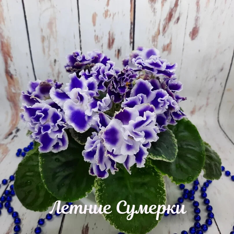 Фиалка сортовая (Летние Сумерки) - купить в Электростали, цена 150 руб., продано