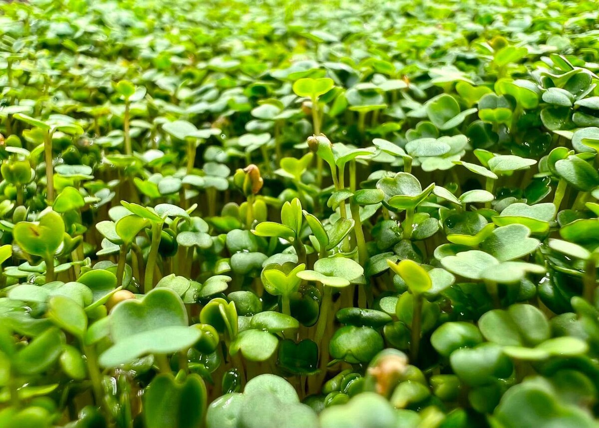 🌱 В Салехарде можно купить свежую зелень на сити-ферме С начала года в ...