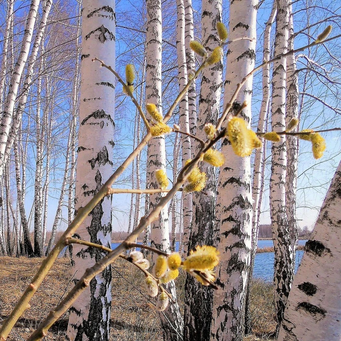 Береза весной