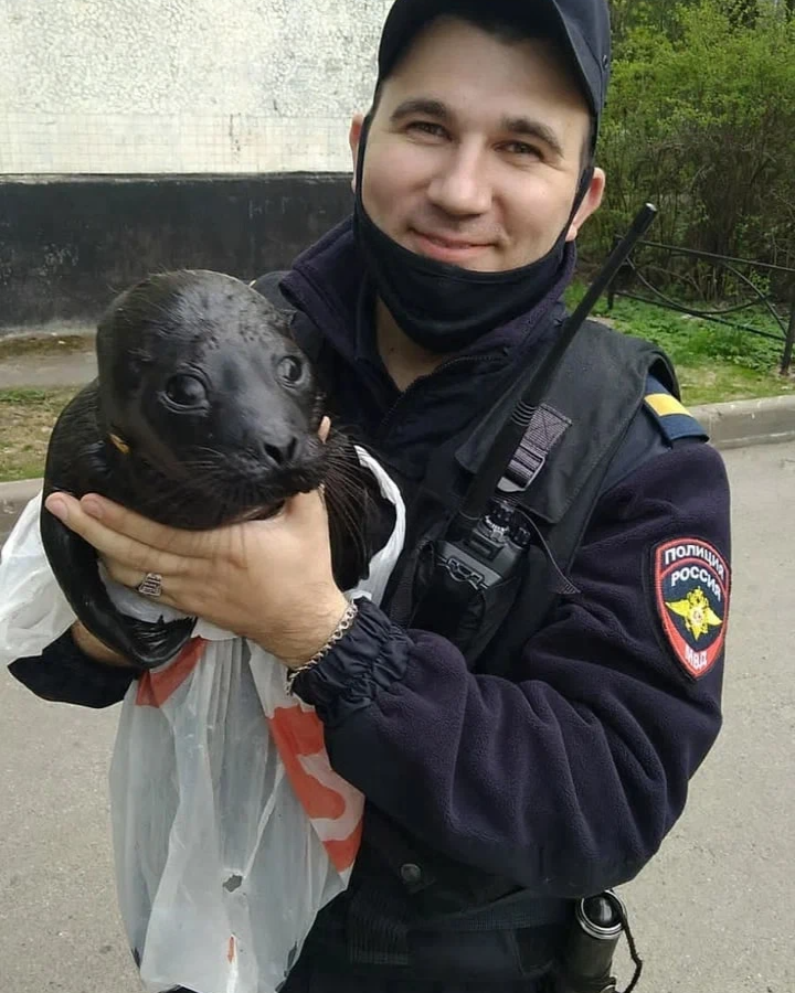 Полиция спасет. Полицейские животные. Полиция и животные. Полиция Петербурга.