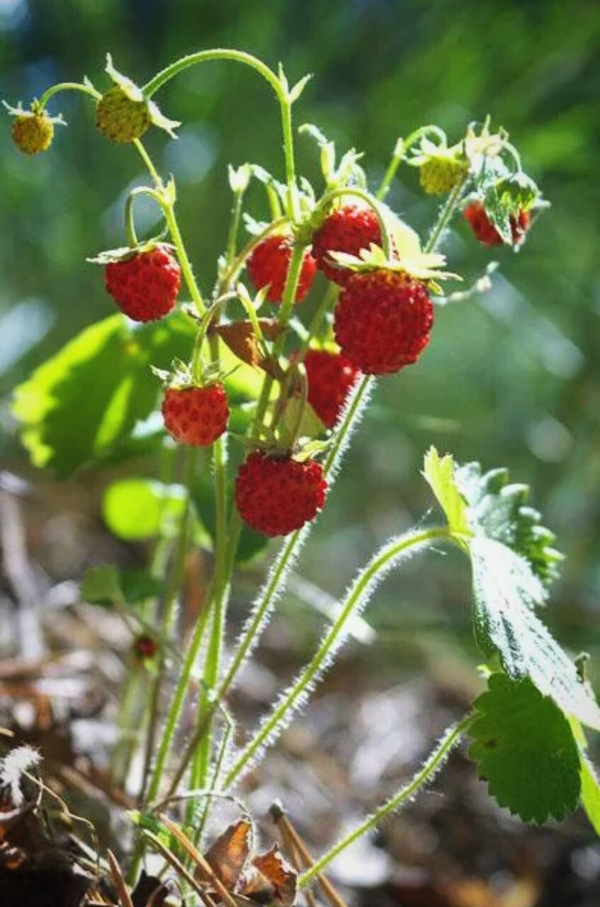 Фото земляники в лесу. Земляника Fragaria. Земляника Лесная саженцы. Лесная земляника и Лесная клубника. Земляника Лесная цветет.