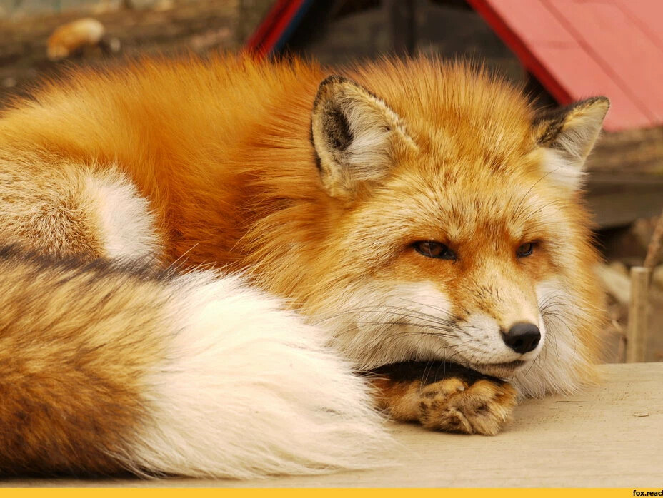Лиса с хвостом картинки