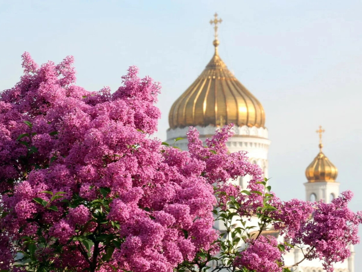 сирень в москве