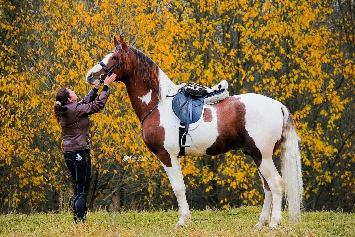 белая лошадь клуб