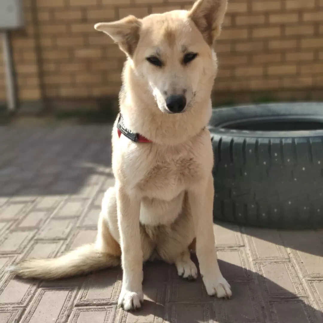 Животные истра. Животные истра. Животные истра. Истра животные в лесу. Животные истра.