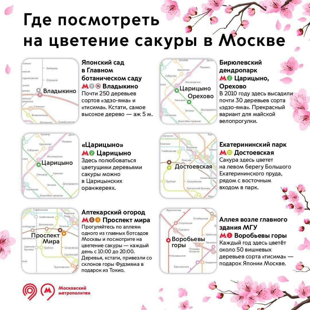 График цветения сакуры 2025 