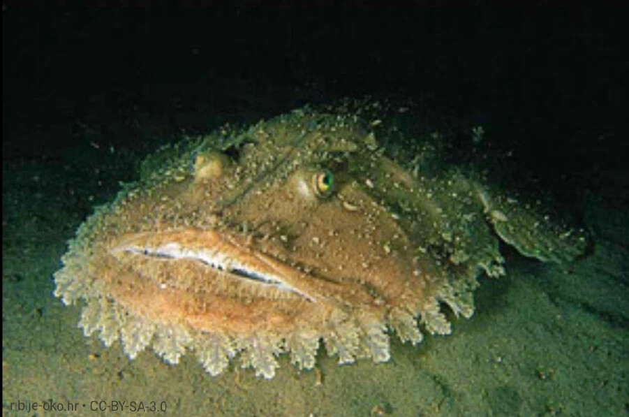 Черт из черного моря