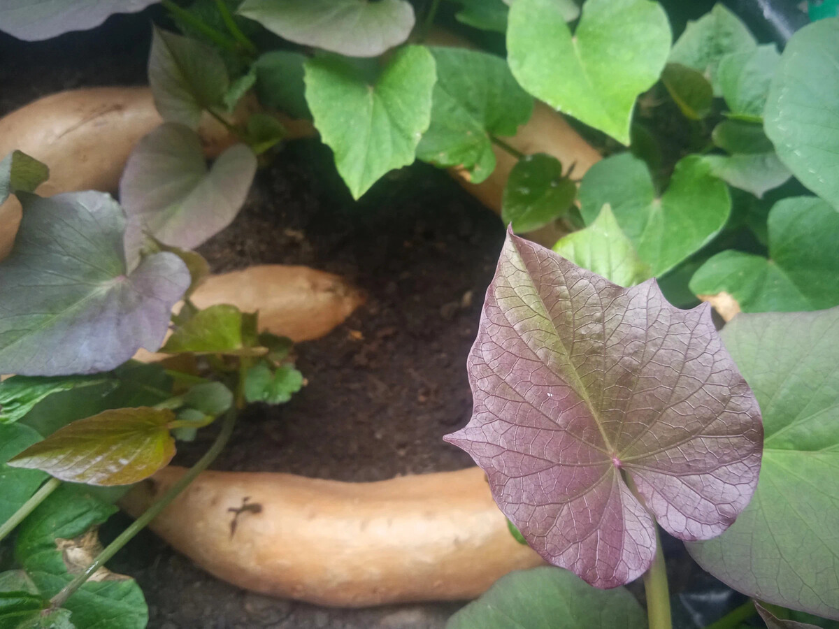 Батат. Что это за «зверь» такой? Ровно полтора месяца назад я написала ...