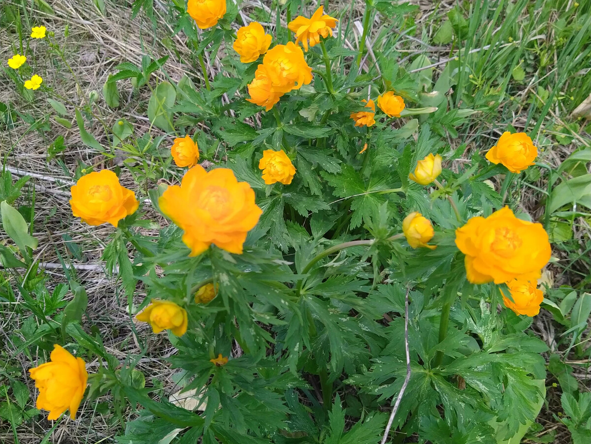 Trollius komarovii