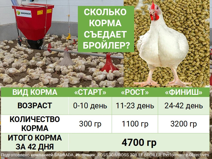 Сколько съедает курица в день. Количество корма бройр. Сколько комбикорма съедает бройлер. Сколько съедает бройлер. Сколько бройлер съедает корма в день.