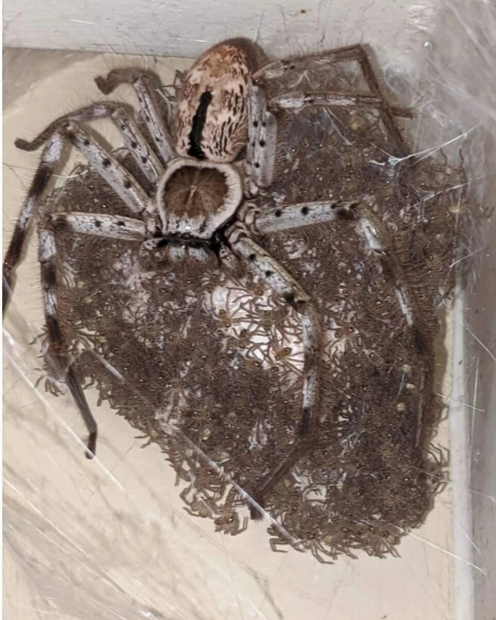 Паук-Егерь (Huntsman Spider)