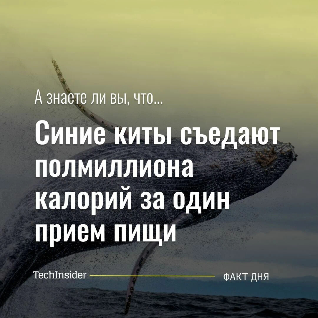 <b>Синие</b> <b>киты</b> одним глотком могут съесть до 500 кг криля, а это полмиллиона ка...