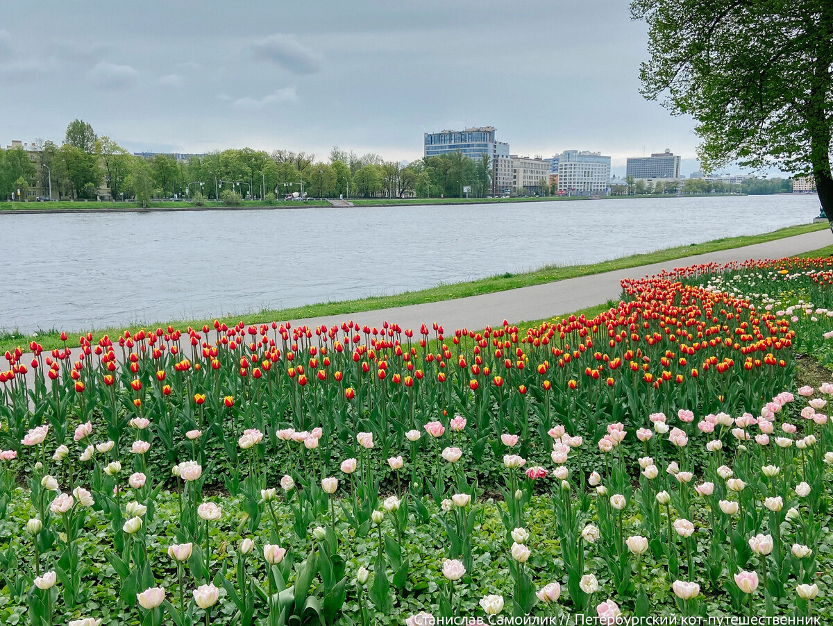 Тюльпаны на елагином острове сегодня фото