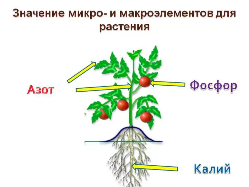 Влияние НПК удобрений на развитие корневой системы растений