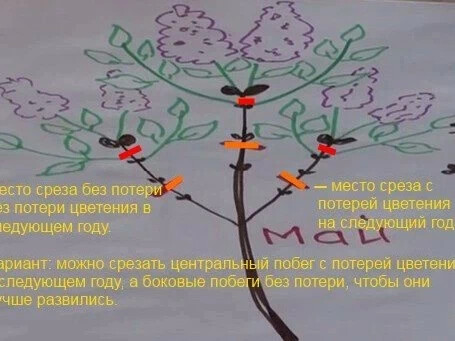 Куст сирени целиком. Семена сирени. Обрезка сирени для пышного цветения как правильно. Куст сирени обрезка. Омолаживающая и формирующая обрезка сирени.