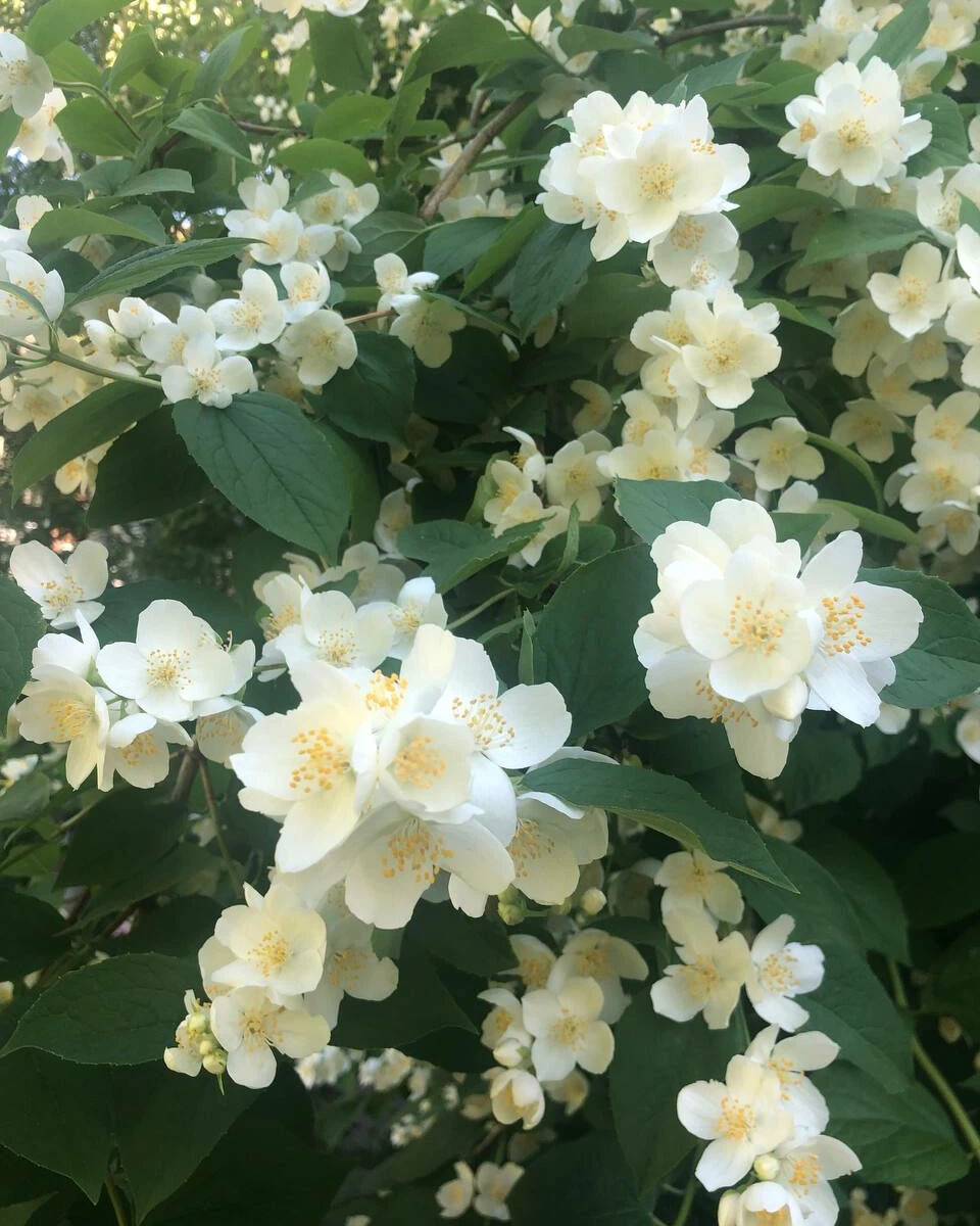 Чубушник запах. Philadelphus coronarius. Чубушник аваланш земляничный. Пахнет жасмином. Чубушник необычный вехова описание.