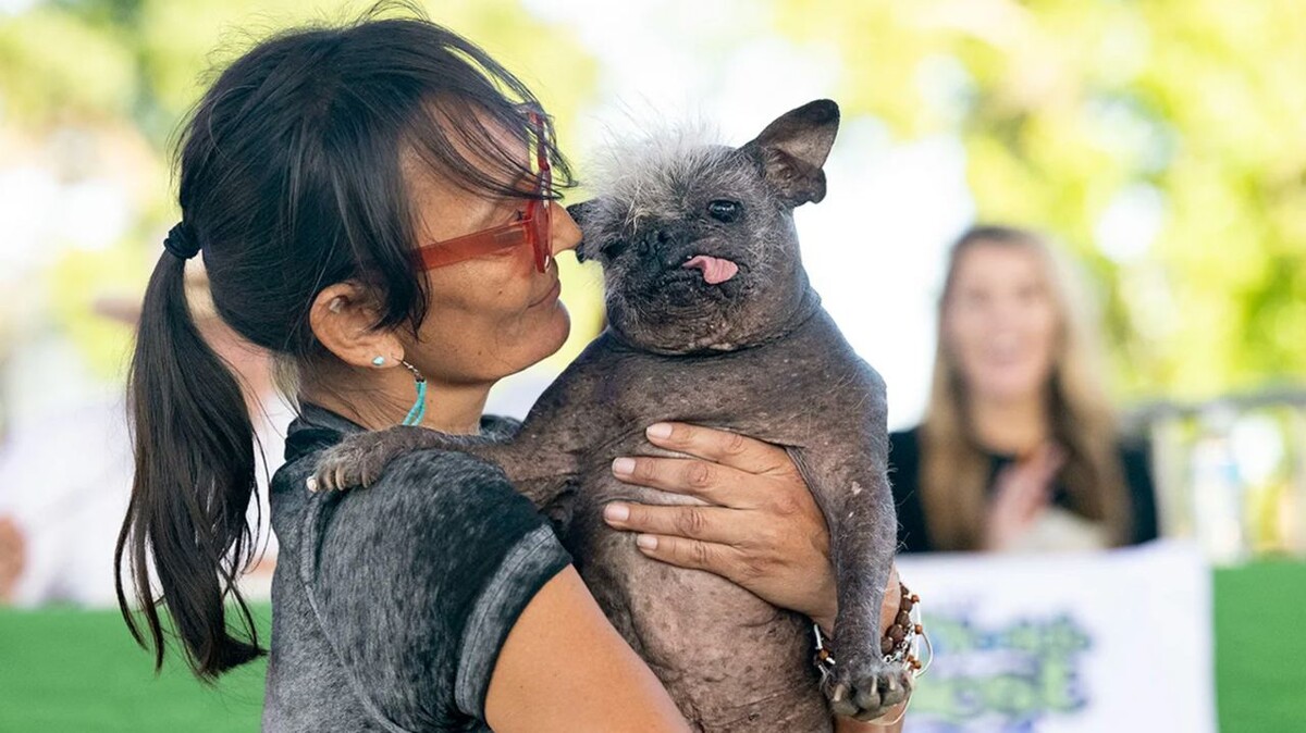 Cuál es el animal más feo del mundo