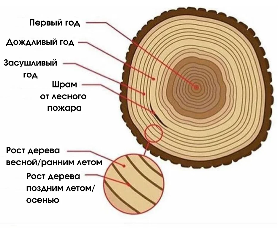 Годичные кольца древесины биология. Годичные кольца древесины рисунок. Годичные кольца строение. Срез древесины. Рассмотрите дерево поближе и вы заметите