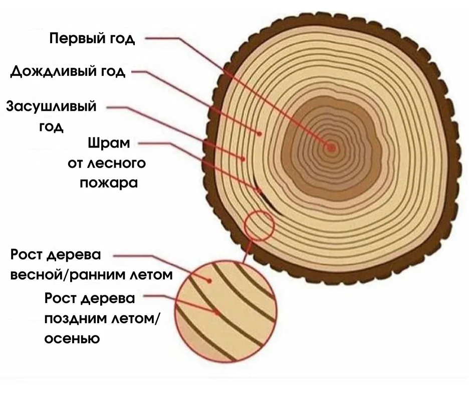 Срез рисунок. Годичные кольца. Годичные кольца строение. Годичные кольца дерева. Строение колец дерева.