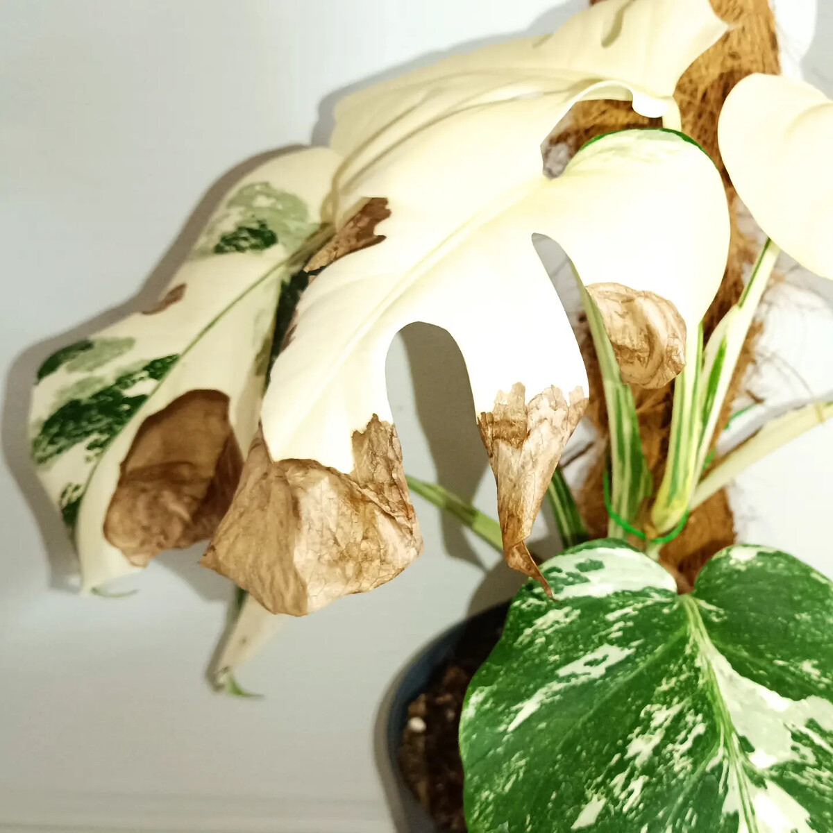 Monstera albo засыхает