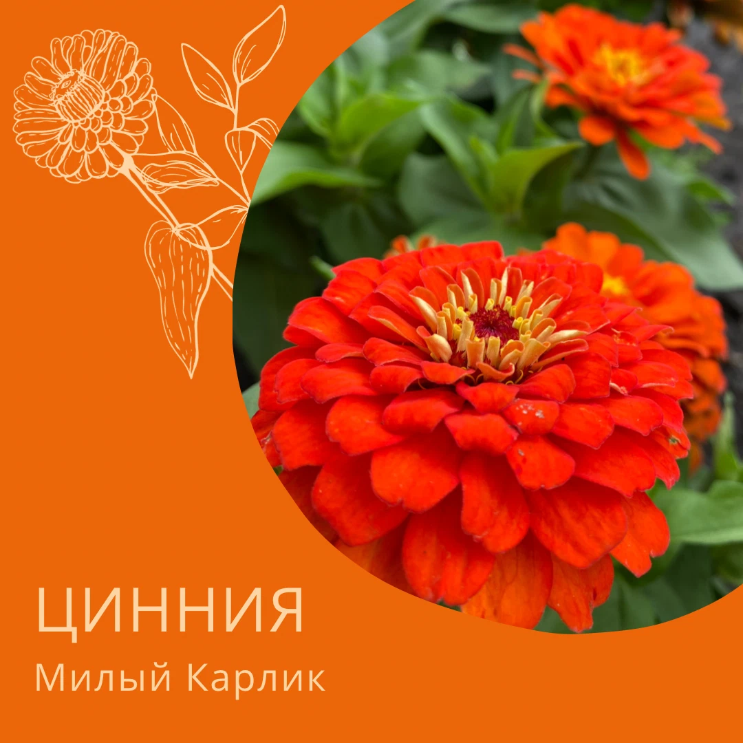 Циния Захара Огненная Гавриш. Цинния милый карлик. Цинния милый карлик фото.