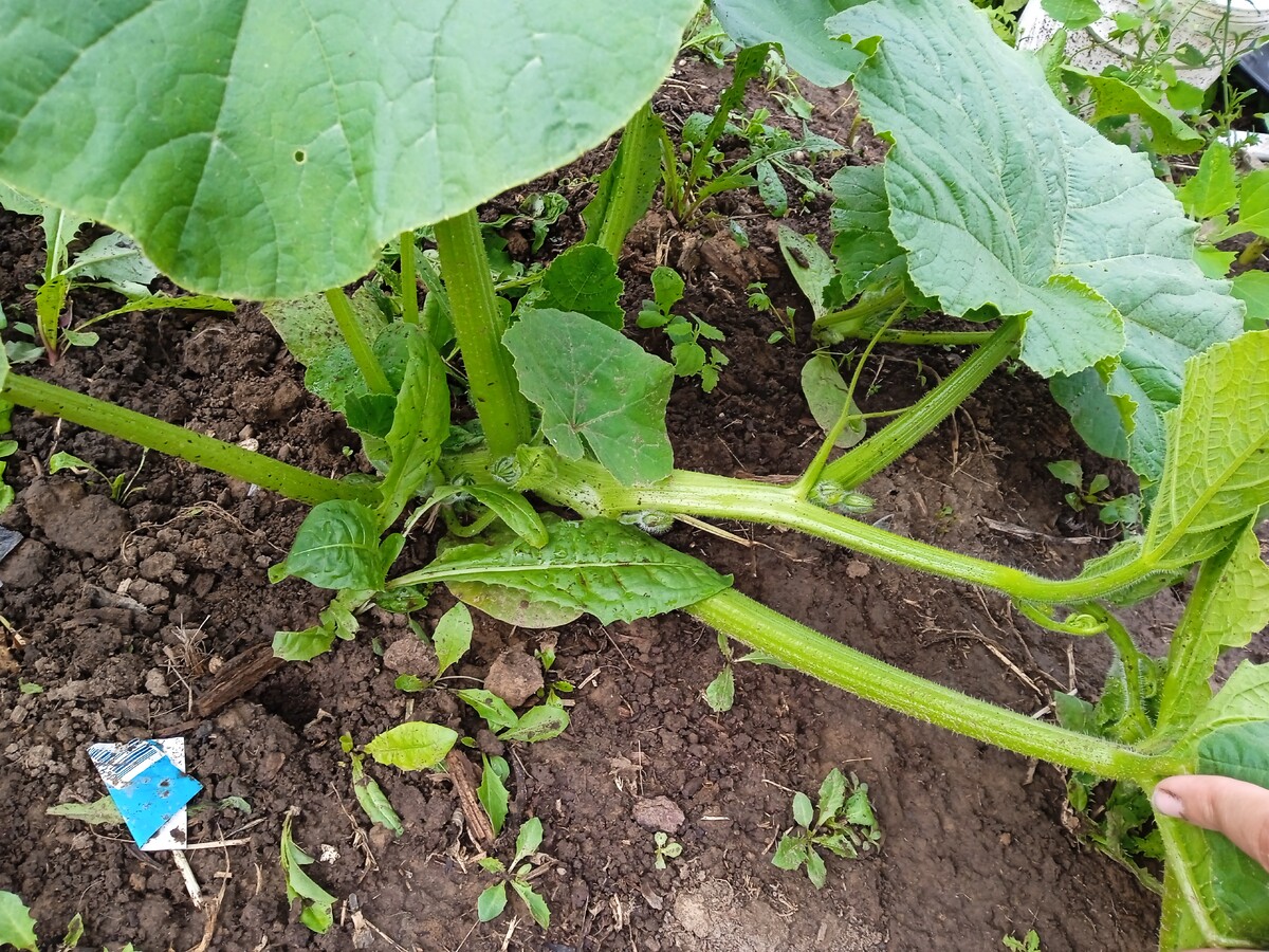 Если тыква замерзла на балконе что делать