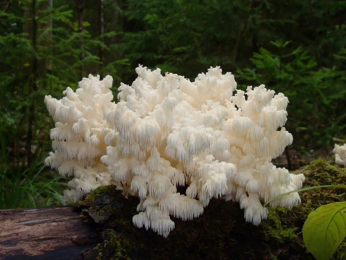 Ежовик коралловидный фото. Ежовик коралловидный и гребенчатый. Ежёвик (гериций) коралловидный. Ежовик коралловый гриб. Ежёвик (гериций) коралловидный.