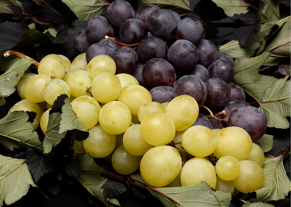 Виноград 2 3. Виноград 2 3. Блу бордо виноград. Виноградники лоза. Виноград 2 3.