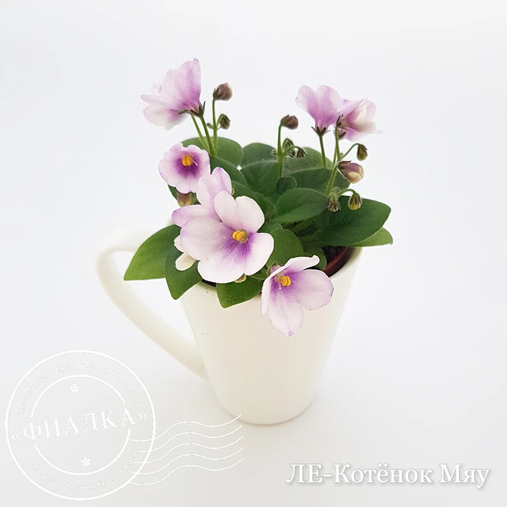 Ле-котенок гав спорт фиалка. Котенок фиалка. Котенок фиалка и коробка с сюрпризом. Котенок фиалка. Фиалка н котенок гав.