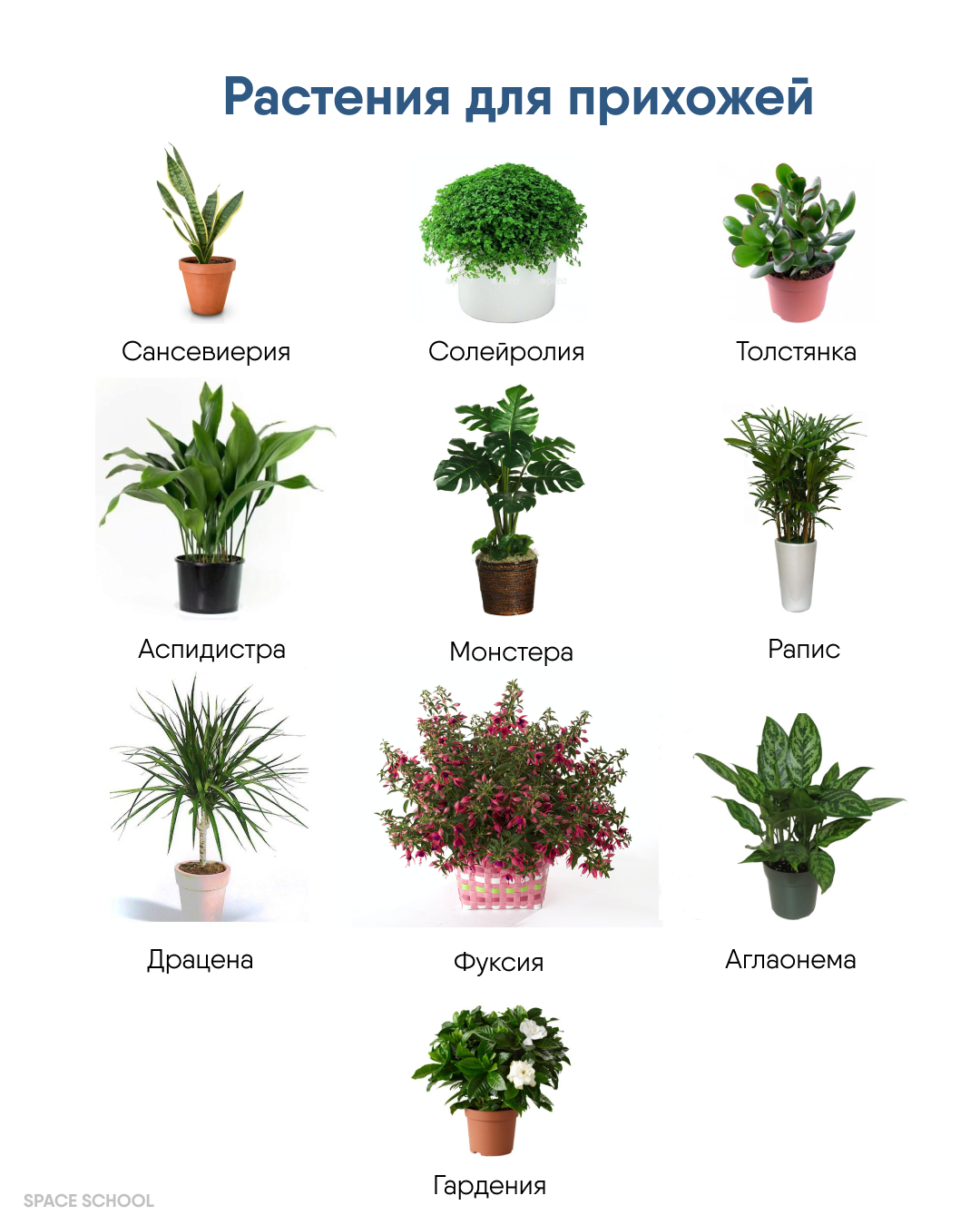 Тенелюбивые растения комнатные с фото и названия