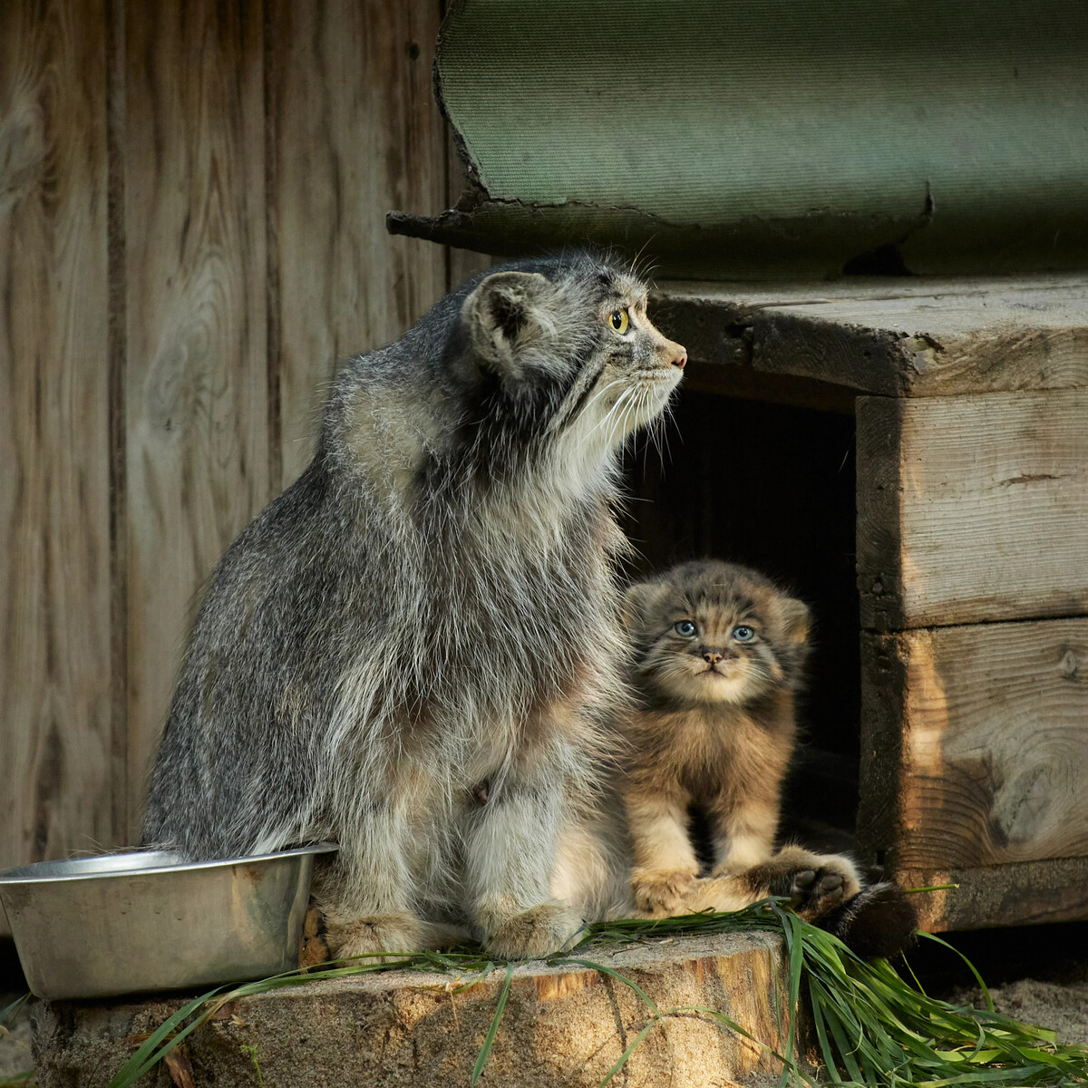 кошки зоопарк