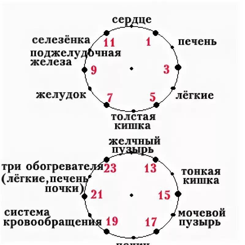 Меридианы человека по часам активности схема и направления