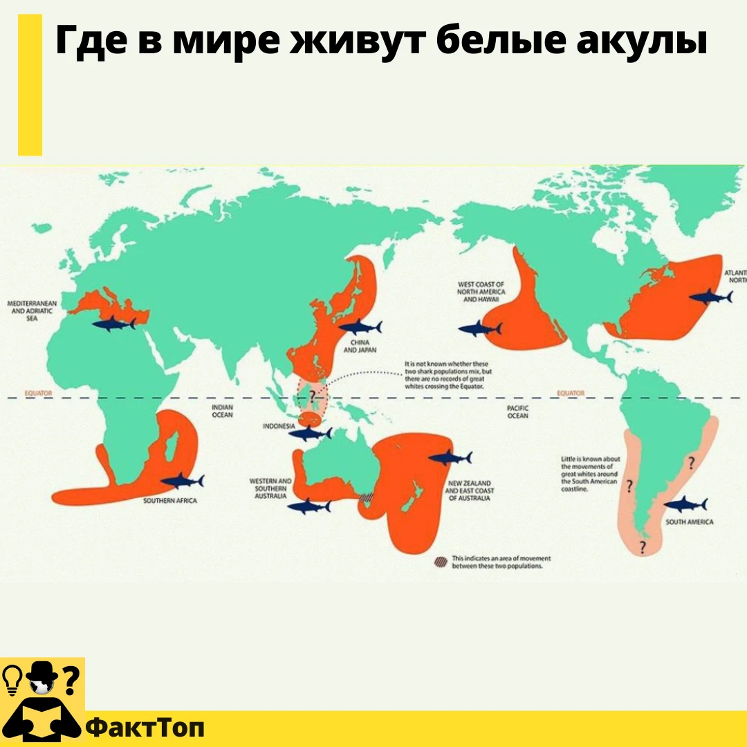 Места обитания акул на карте. Распространение акул на карте. Карта обитания акул в Средиземном море. Белая акула где обитает.
