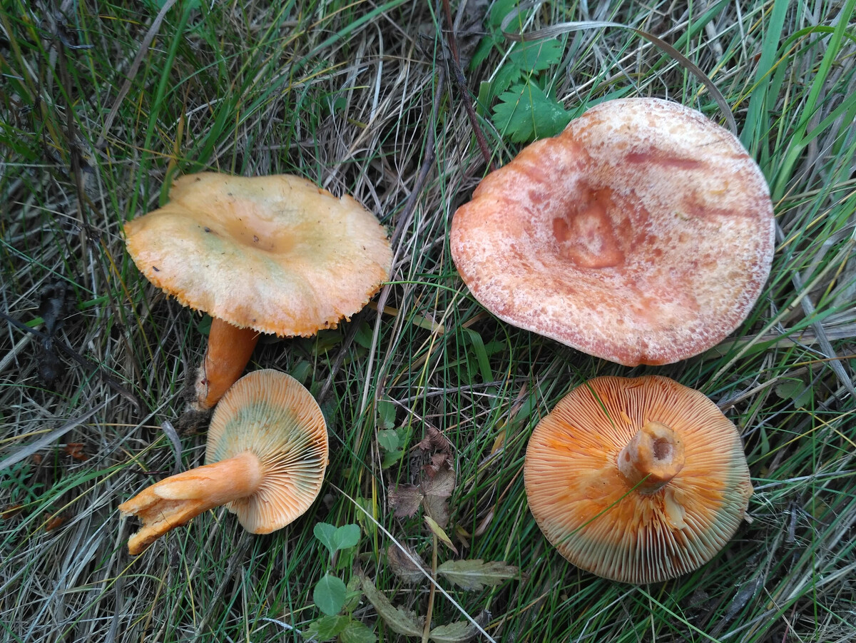 Рыжик для двух альф. Рыжик деликатесный. Рыжик для детей. Рыжик для двух альф. Рыжик для двух альф.