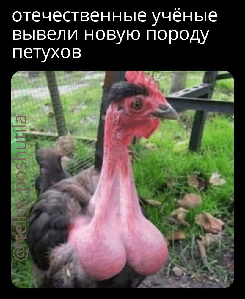 Смешной индюк