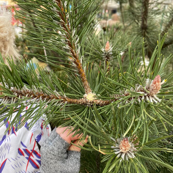 сейчас сосну