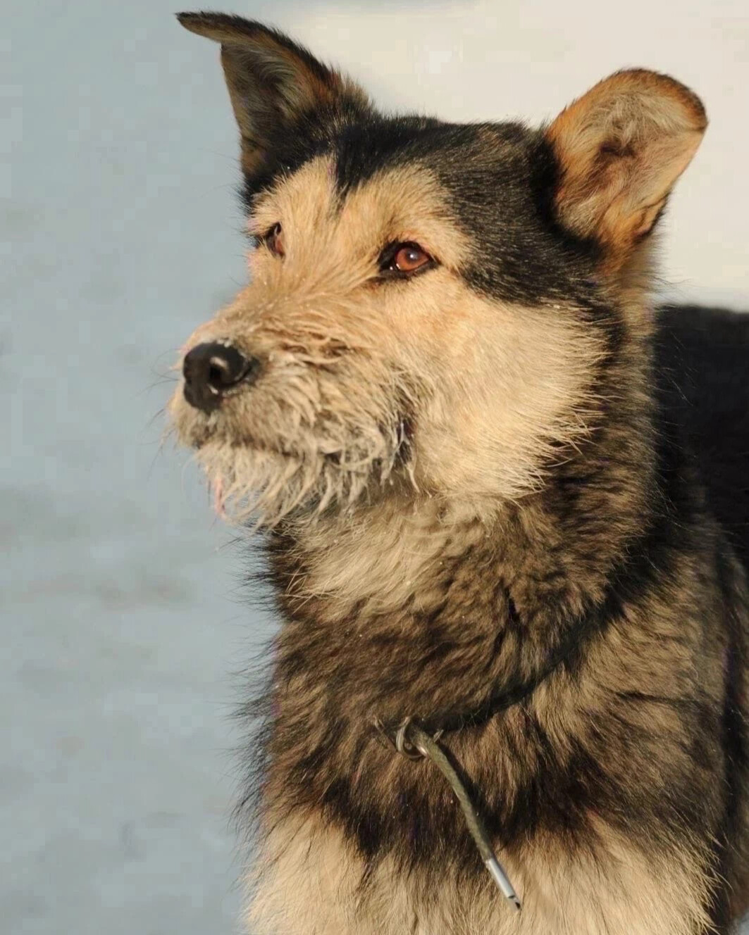 ной собака. кот и пес приют территория надежды бурятия. кот и пес приют территория надежды бурятия. картофеле ноясобака. бурятская собака.