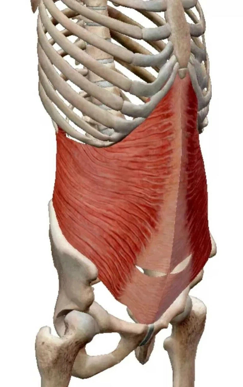 M transversus abdominis