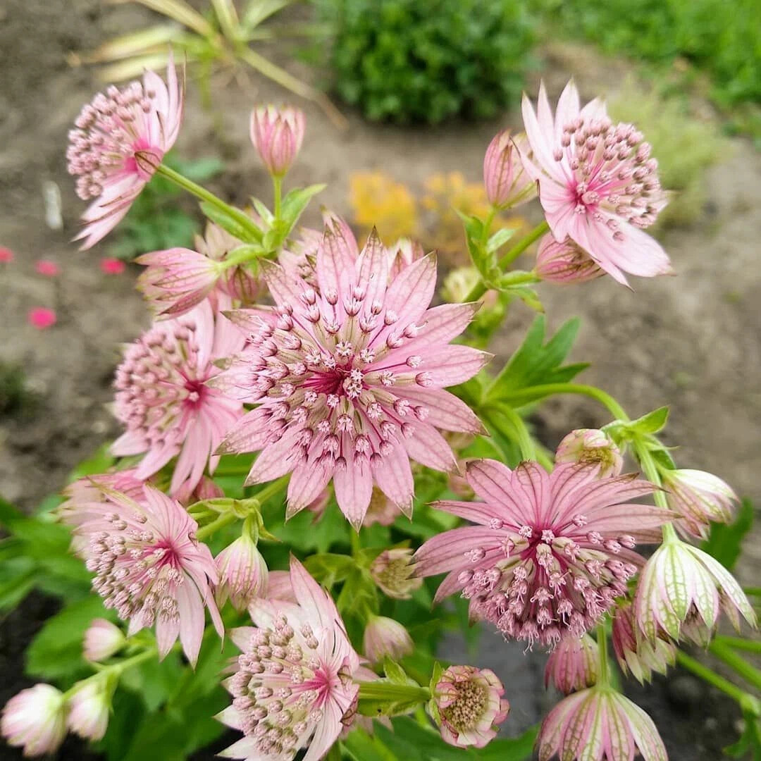 Астранция Astrantia Major rubra