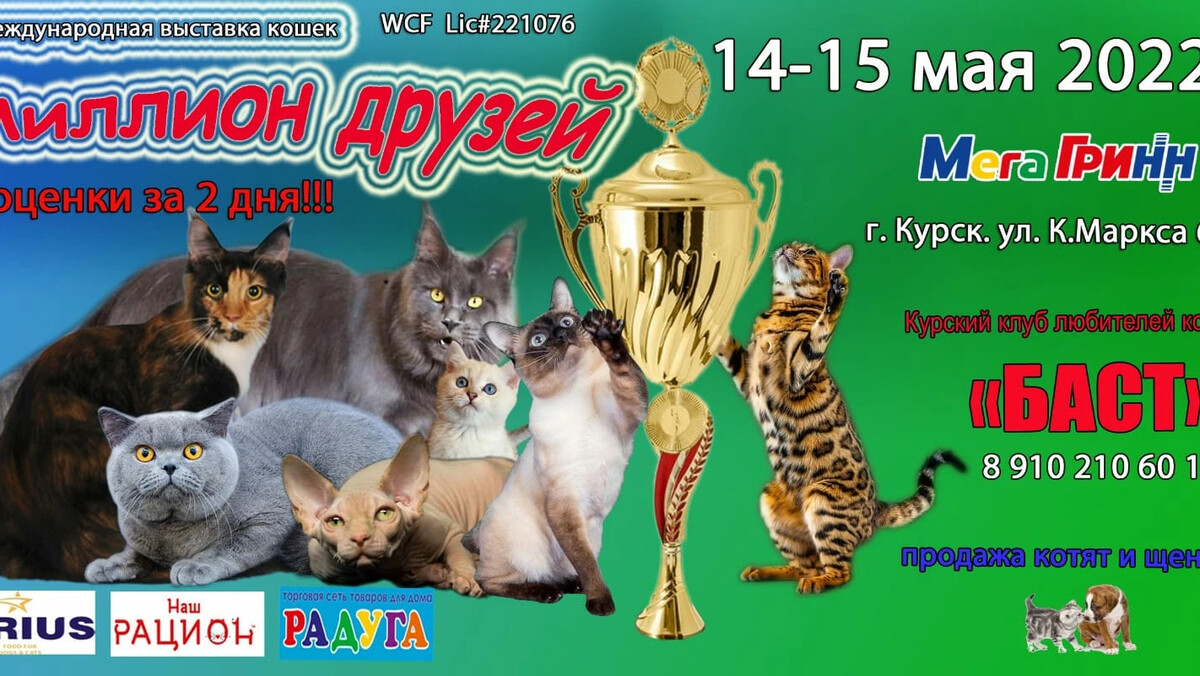Выставка кошек сочи 2024. Выставка кошек афиша. Приглашение на выставку кошек. Выставка кошек Курск. Буклет выставки кошек.