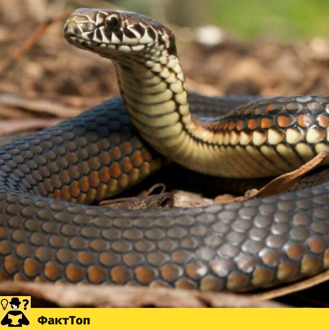 Змея можно переносить. Змеиное гнездо Ирландия. Змеи землетрясение. Watch out for Snakes.