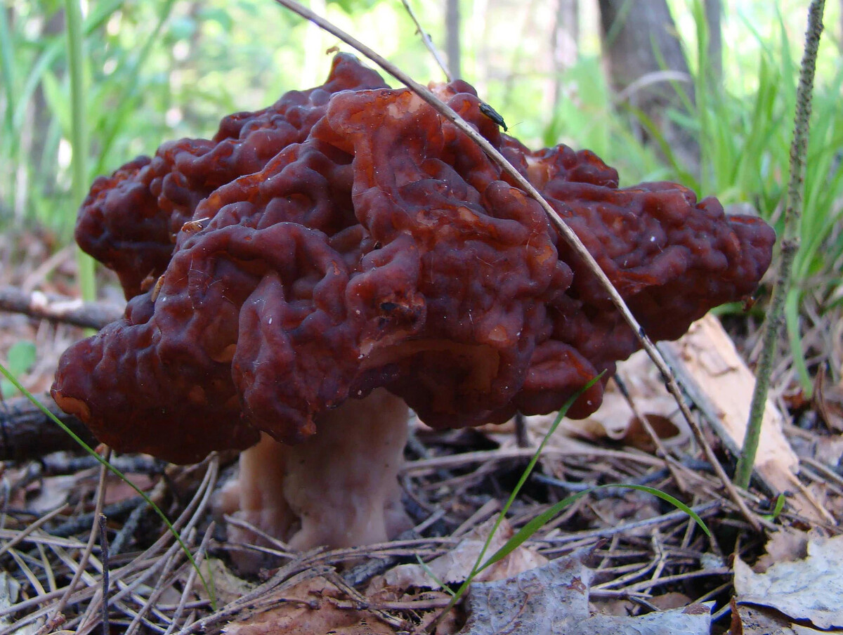 Гриб строчок обыкновенный. Б строчок обыкновенный. Сморчок и строчок. Строчок осенний ядовитый. Кучерявый коричневый гриб.