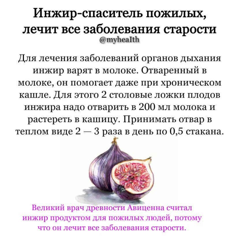 Инжир полезные свойства и противопоказания. Сколько инжира можно съедать в день.